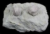 Large Blastoid (Pentremites) Fossils - Illinois #36023-1
